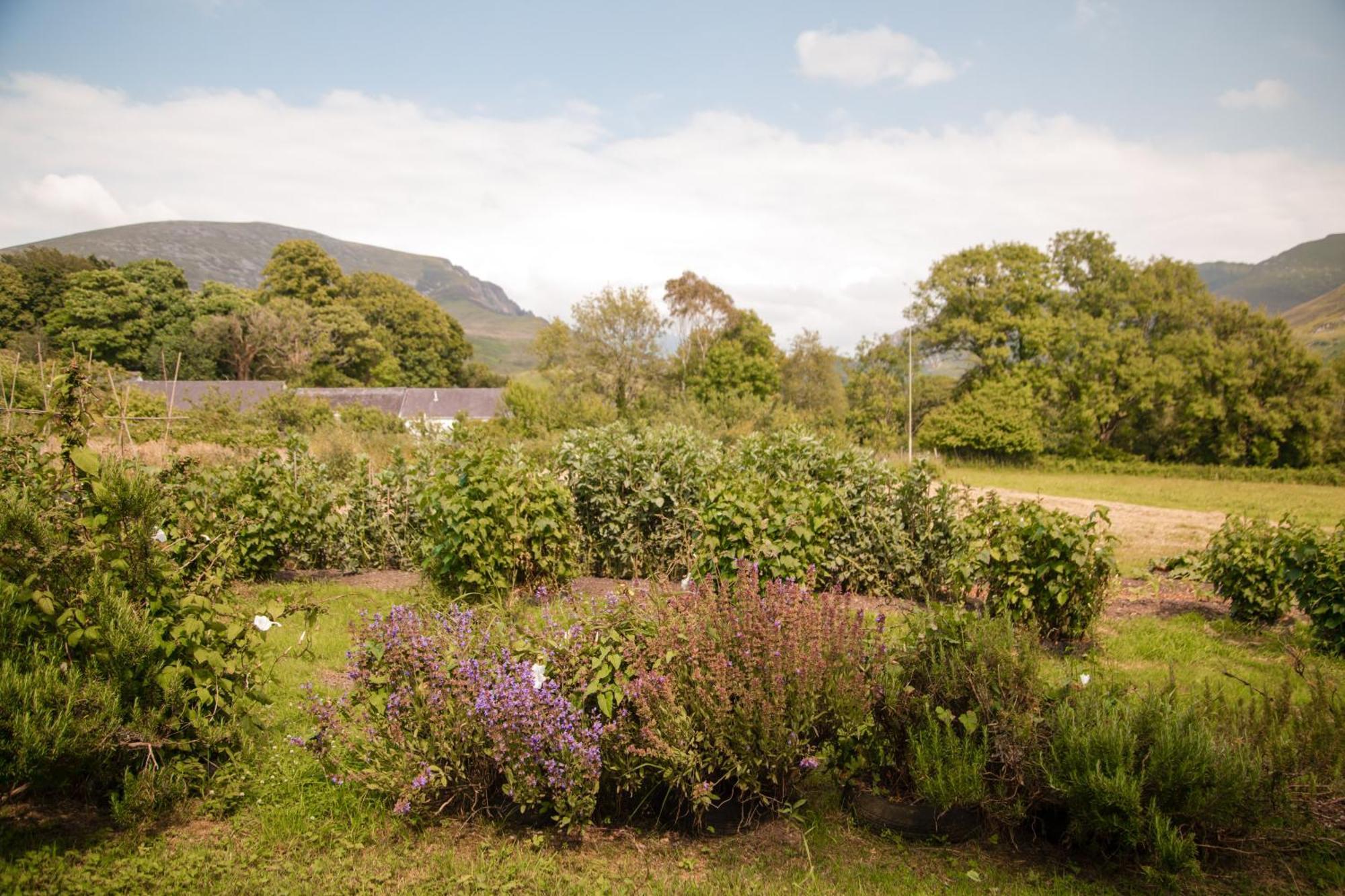 Bed & Breakfast Trigonos - Quiet, Peaceful, Vegetarian And Retreat Centre Nantlle