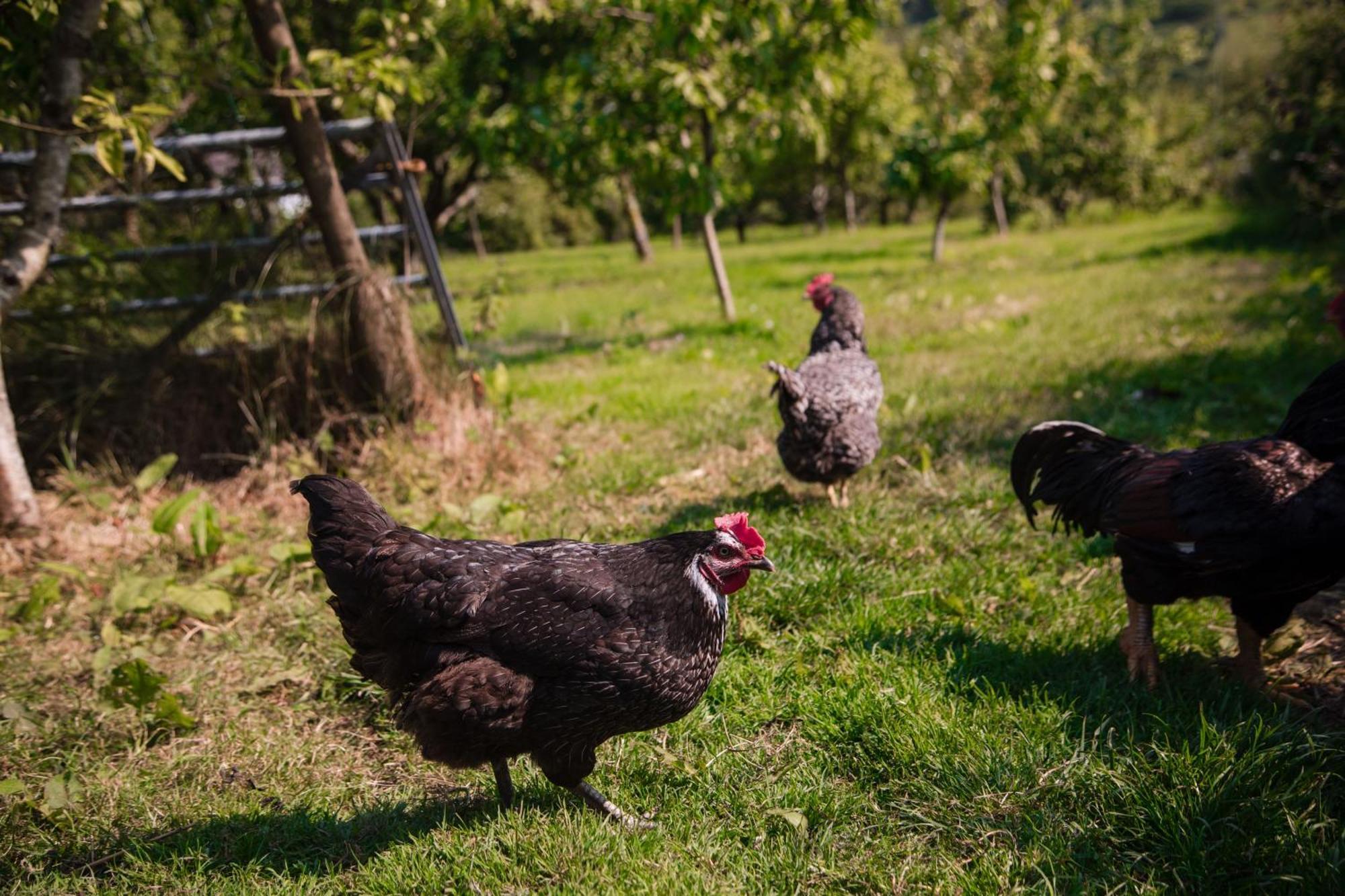 Trigonos - Quiet, Peaceful, Vegetarian And Retreat Centre Bed & Breakfast *