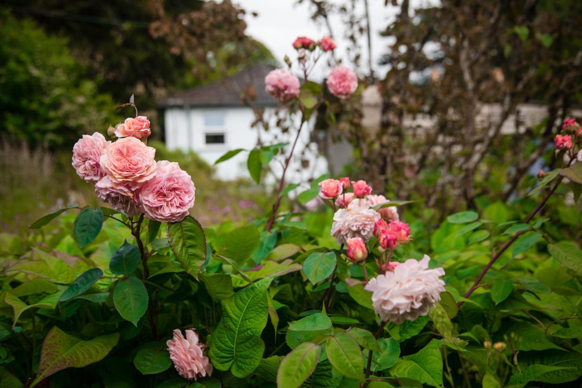 Bed & Breakfast Trigonos - Quiet, Peaceful, Vegetarian And Retreat Centre *