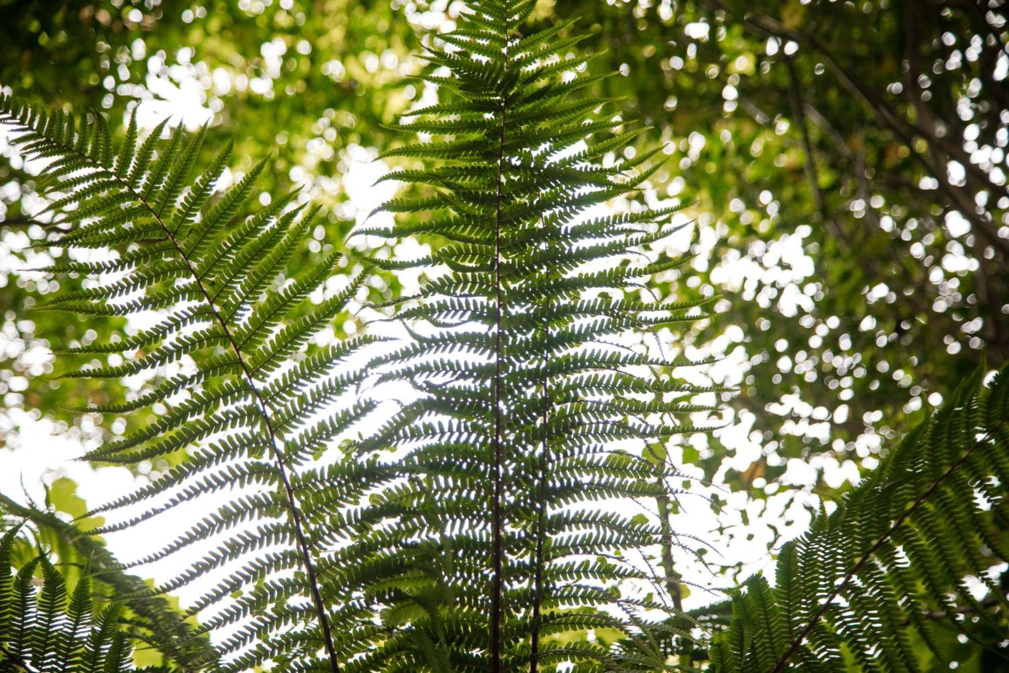 Trigonos - Quiet, Peaceful, Vegetarian And Retreat Centre